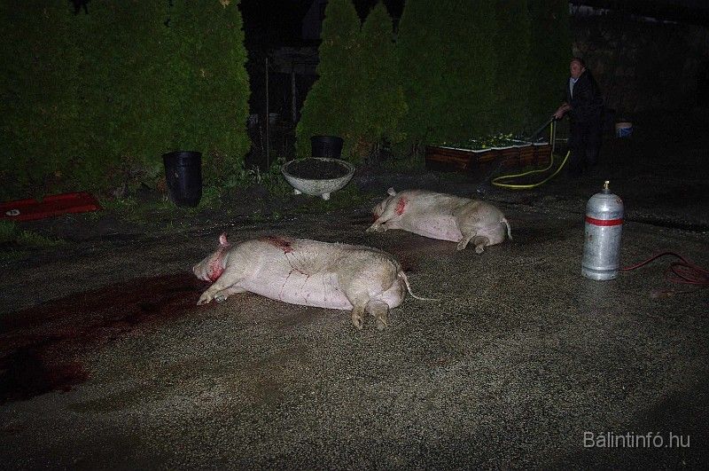 disznovagas_2008_016.jpg