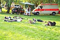 balinti_sokadalom_2010_141