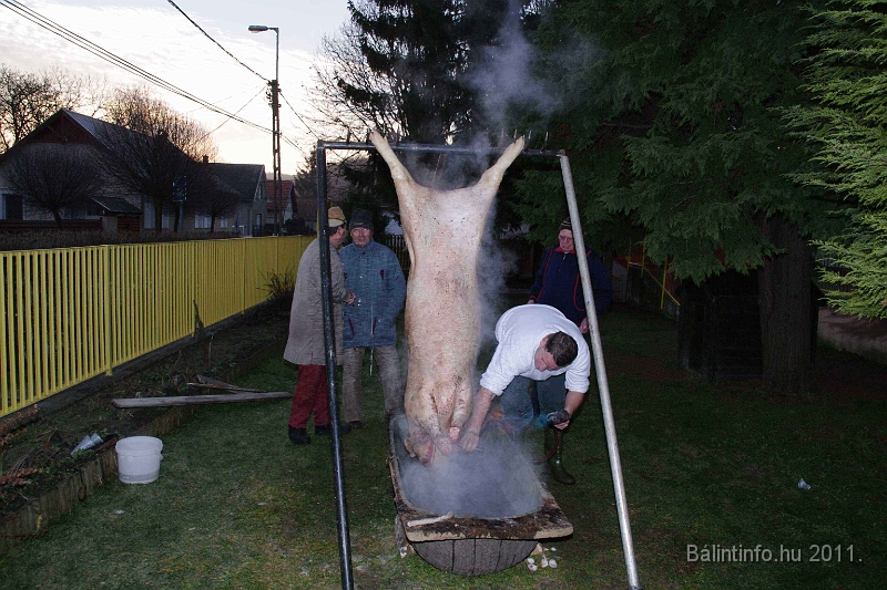 svab_disznovagas_2011_0016.jpg