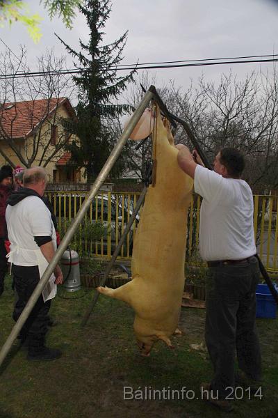 svab_disznovagas_torokbalint_2014_007.jpg