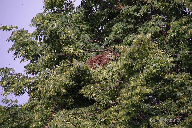 mehrajzas_torokbalint_2011_003.jpg