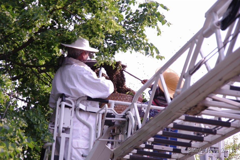 mehrajzas_torokbalint_2011_051.jpg