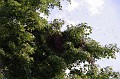 mehrajzas_torokbalint_2011_002