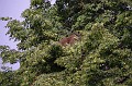 mehrajzas_torokbalint_2011_003