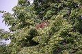 mehrajzas_torokbalint_2011_004