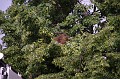 mehrajzas_torokbalint_2011_022