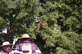 mehrajzas_torokbalint_2011_028